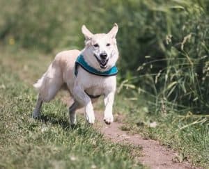 dog running on trail