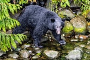black bear looking for food