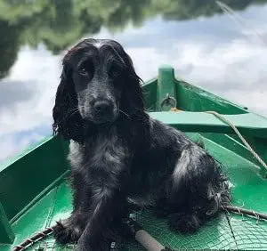 dog on a boat 