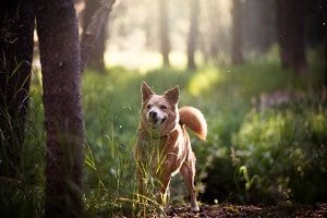 dog playing in the woods 