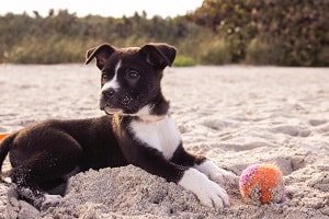 puppy playing with a balls