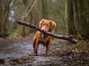 puppy playing with a logs