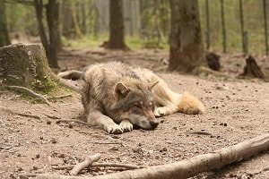 hurt wolf