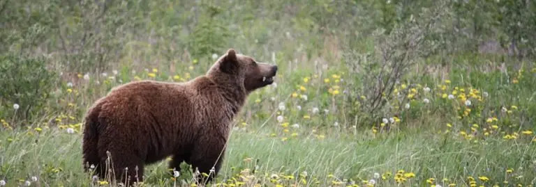 Foods And Scents That Attract Bears Information To Keep You Safe 