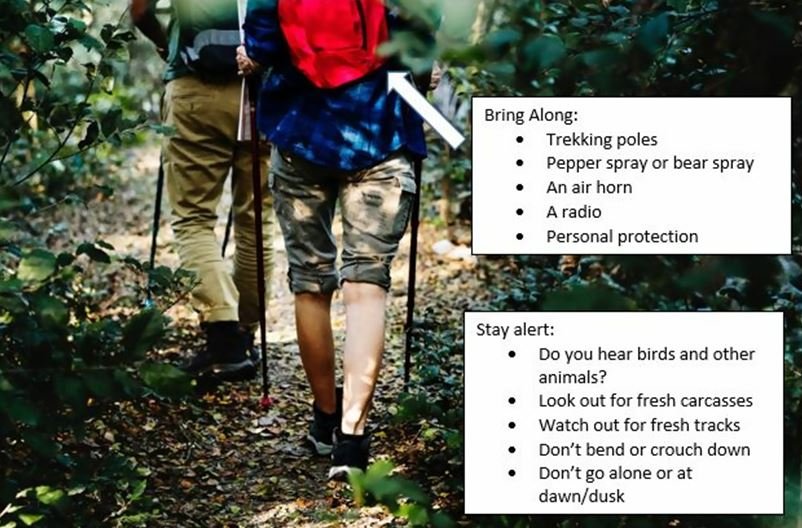 Pepper or Bear Spray Can Work On Mountain Lions ( life saving tips