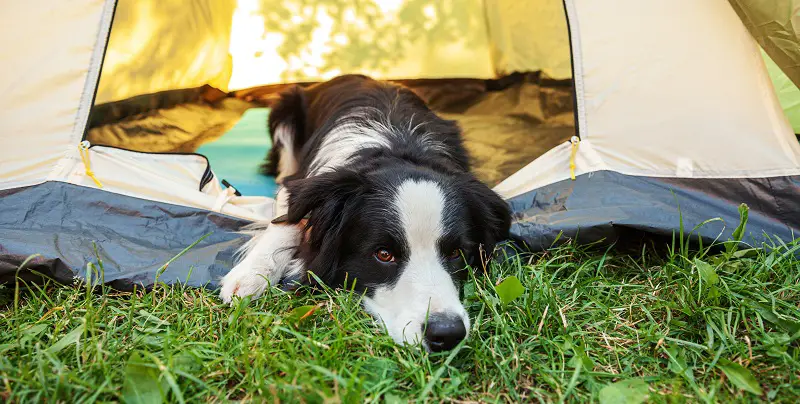 dog alone in tent