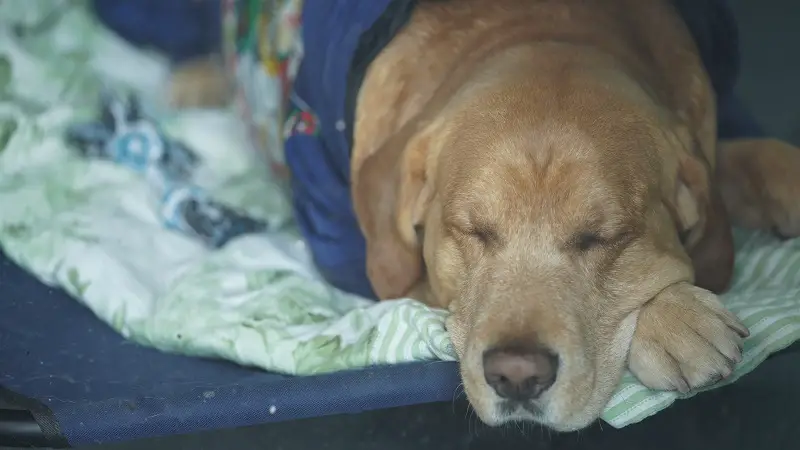 dog sleeping on a blanket in a tent
